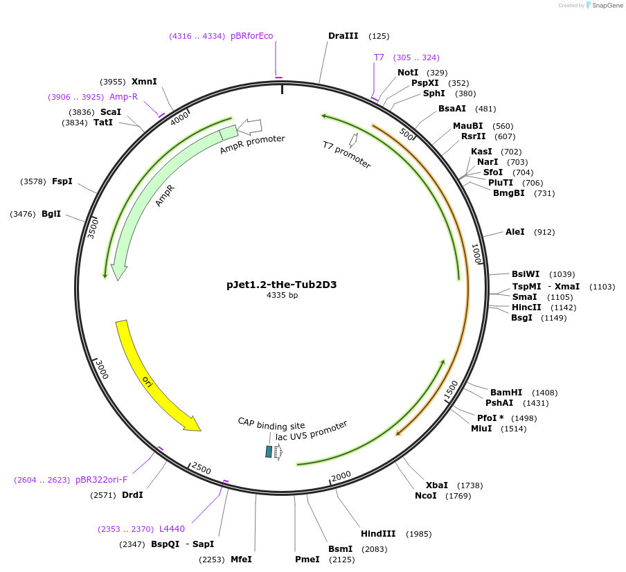 201724-plasmid-map-sequence-id-399736