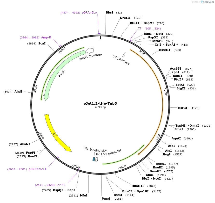 201726-plasmid-map-sequence-id-399737