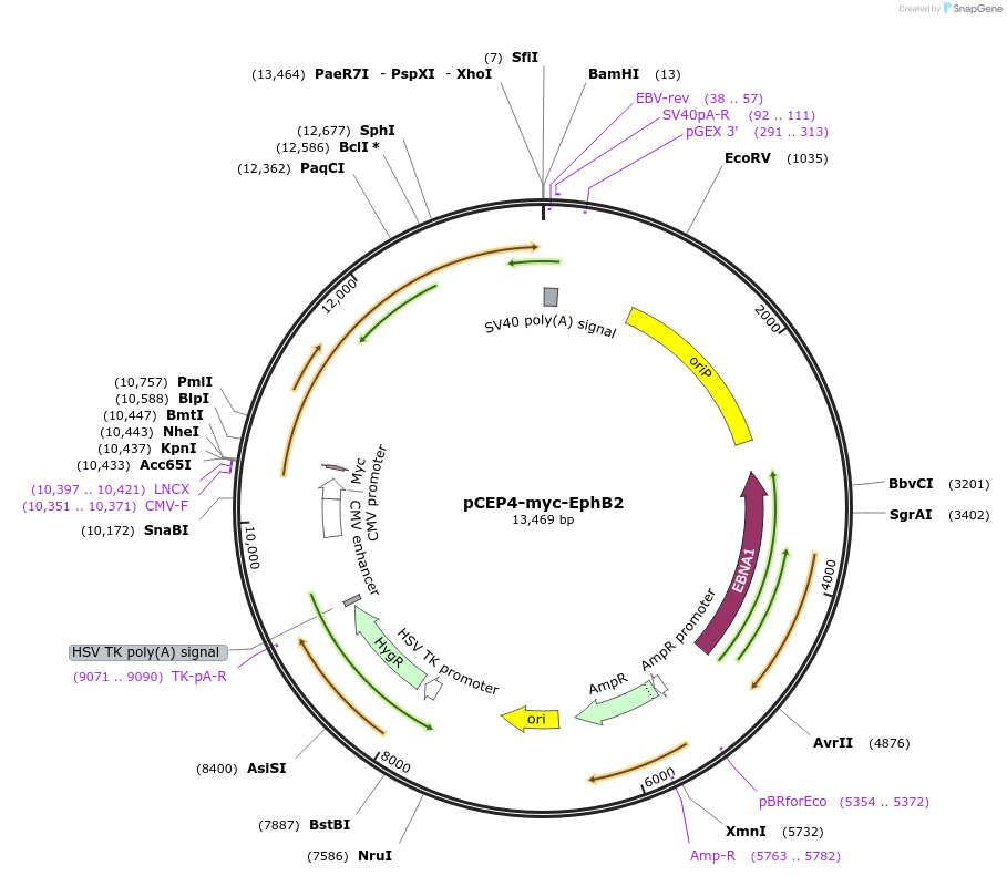 200982-plasmid-map-sequence-id-399738