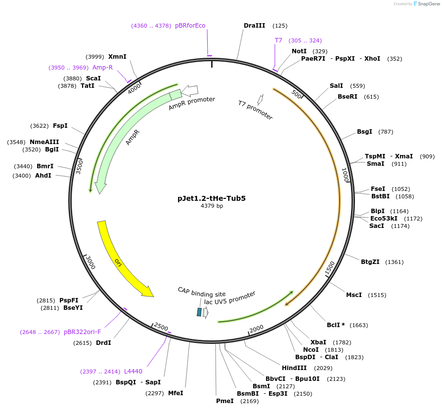 201727-plasmid-map-sequence-id-399739