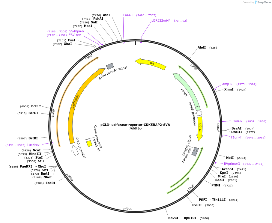 202828-plasmid-map-sequence-id-399741