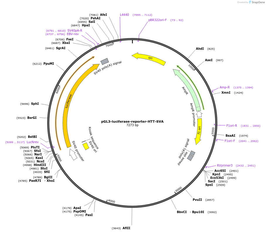 202833-plasmid-map-sequence-id-399742