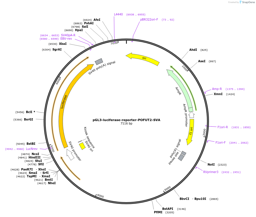 202831-plasmid-map-sequence-id-399743