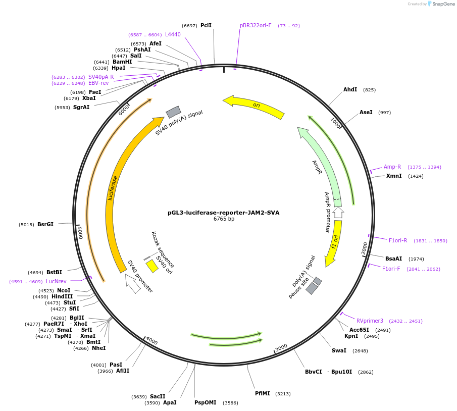 202832-plasmid-map-sequence-id-399744