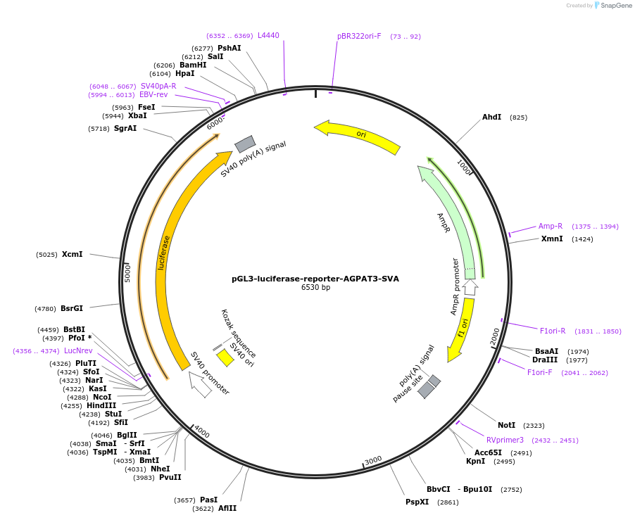 202827-plasmid-map-sequence-id-399745