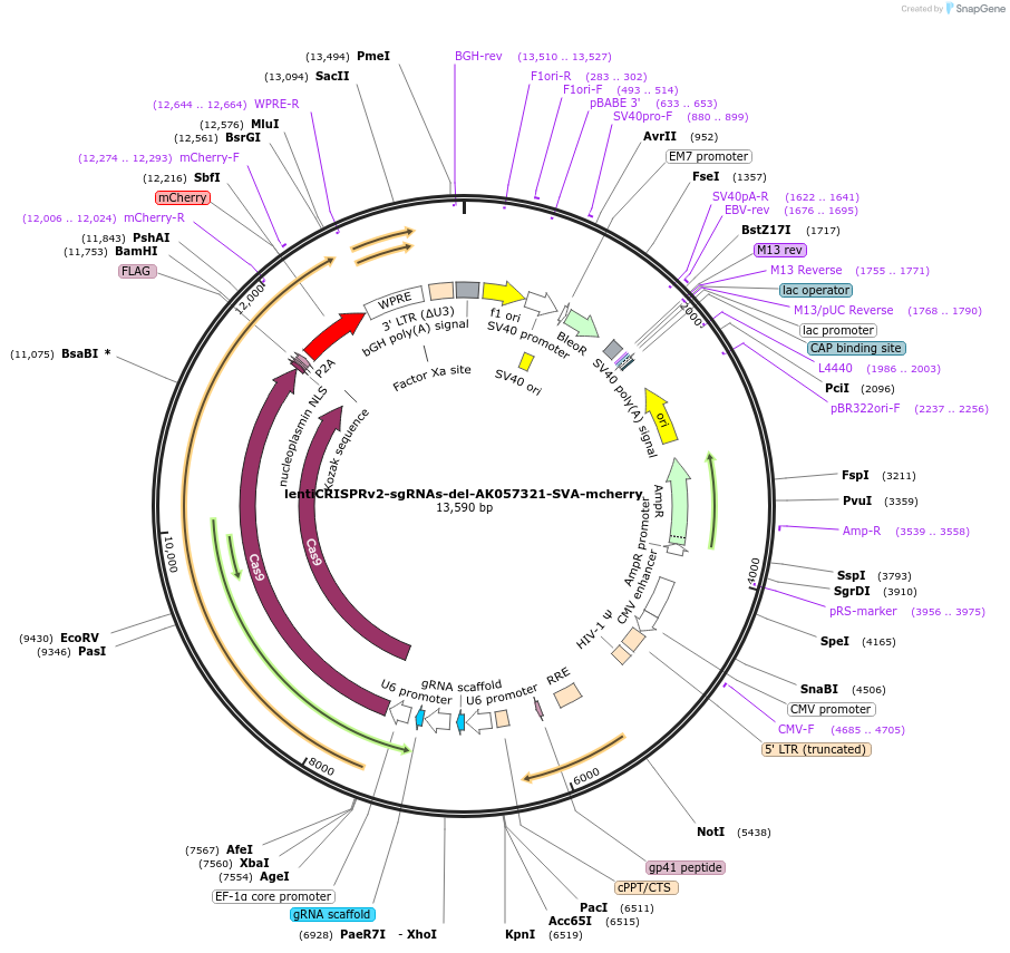 202821-plasmid-map-sequence-id-399746