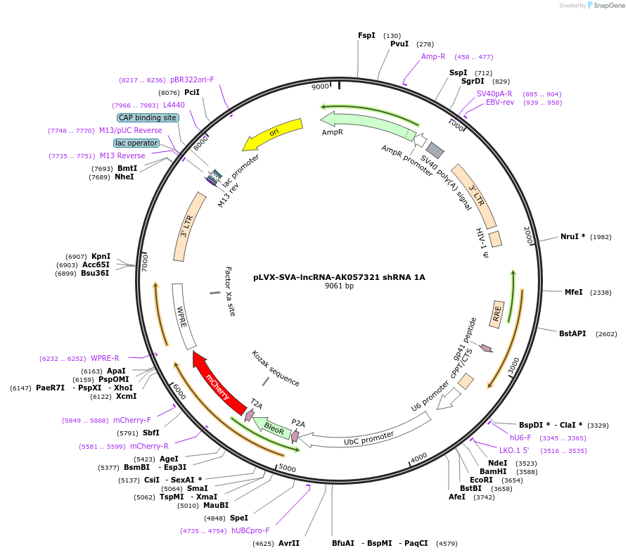 202834-plasmid-map-sequence-id-399747