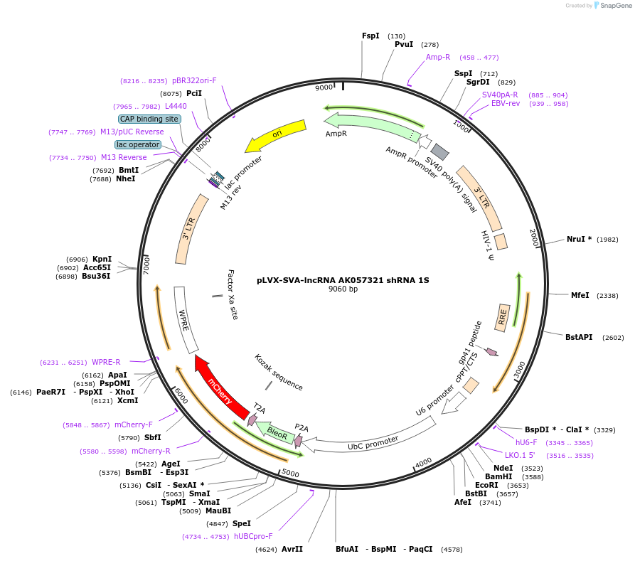 202836-plasmid-map-sequence-id-399750