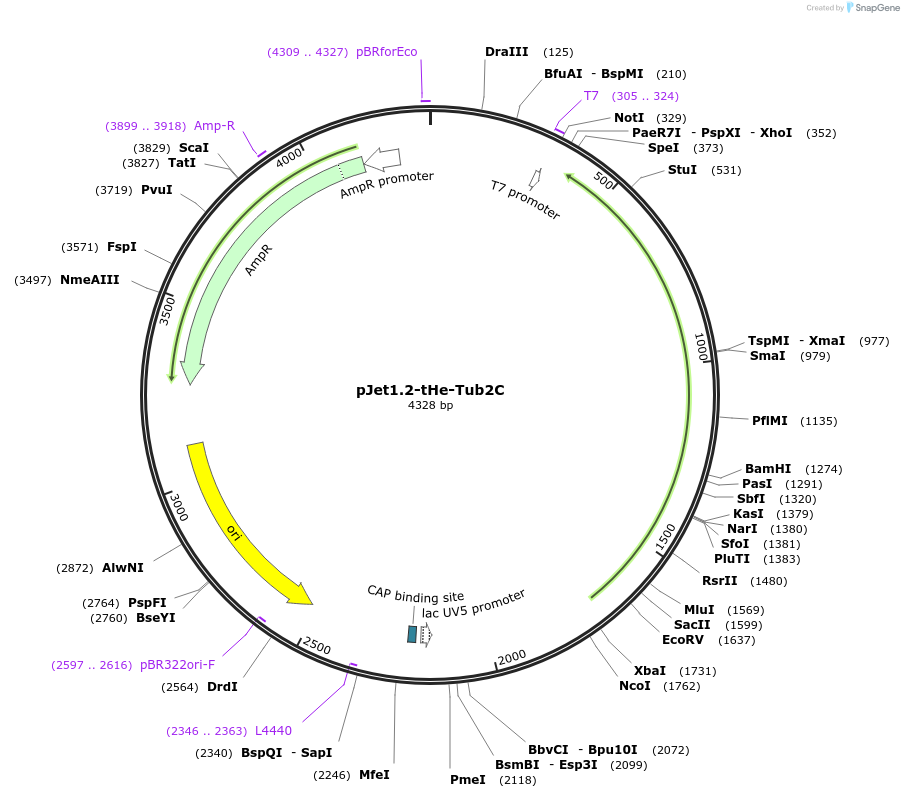 201722-plasmid-map-sequence-id-399764