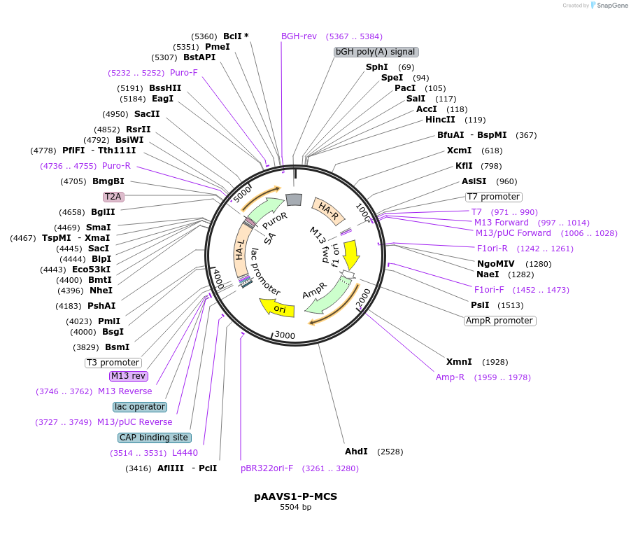 80488-plasmid-map-sequence-id-399765