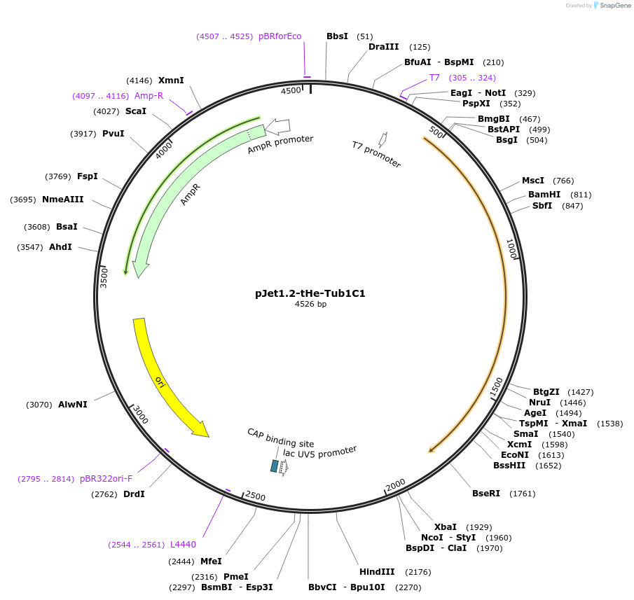 201717-plasmid-map-sequence-id-399767