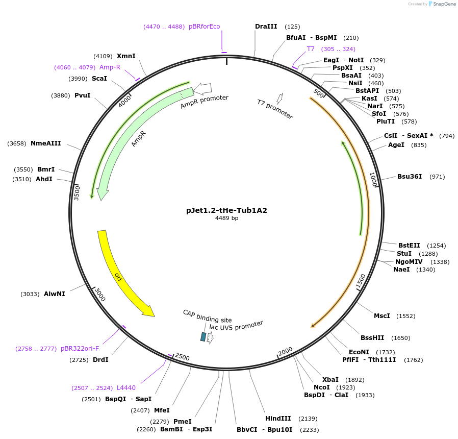 201716-plasmid-map-sequence-id-399769