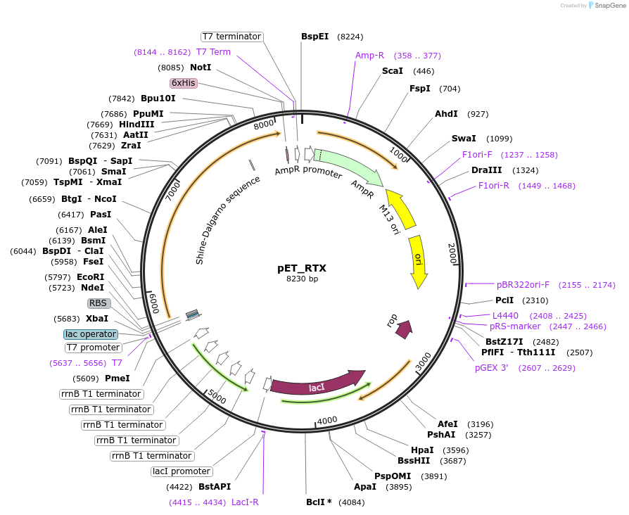 102787-plasmid-map-sequence-id-399774
