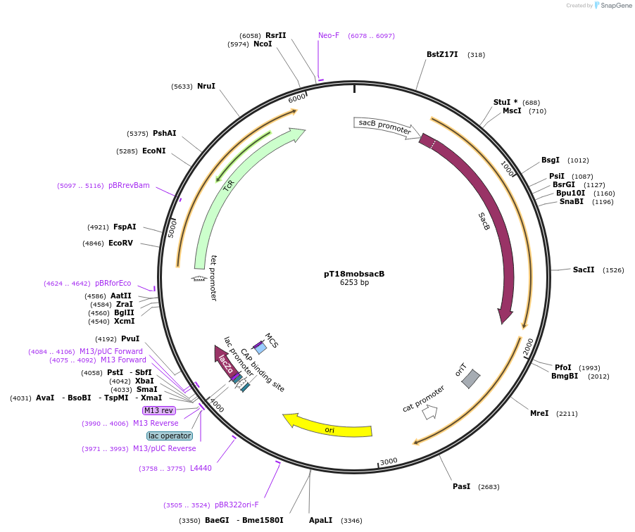 72648-plasmid-map-sequence-id-399780