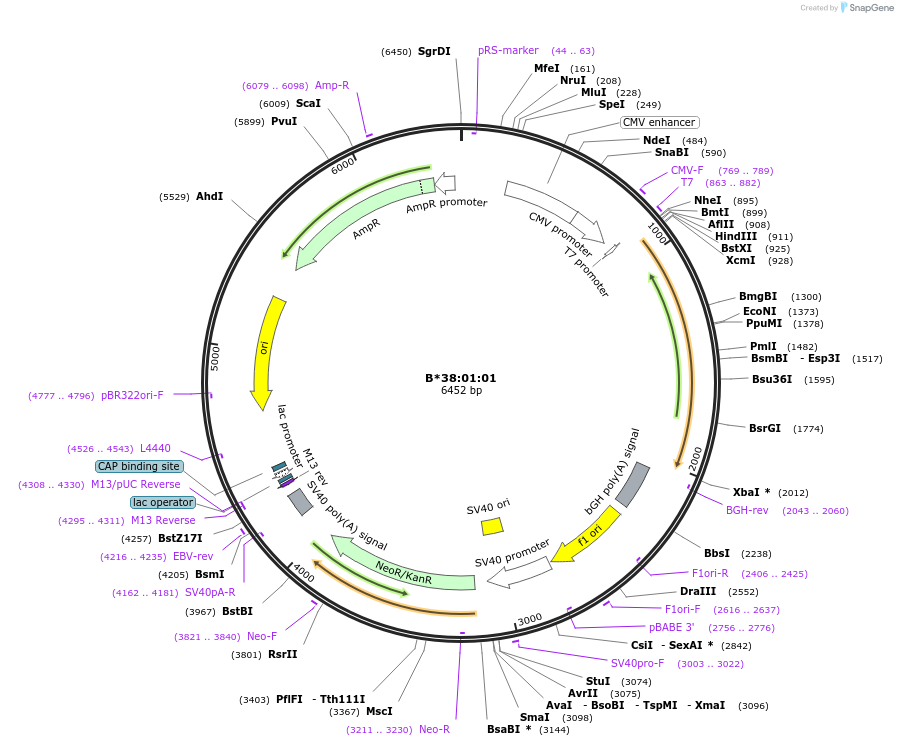 203246-plasmid-map-sequence-id-399811