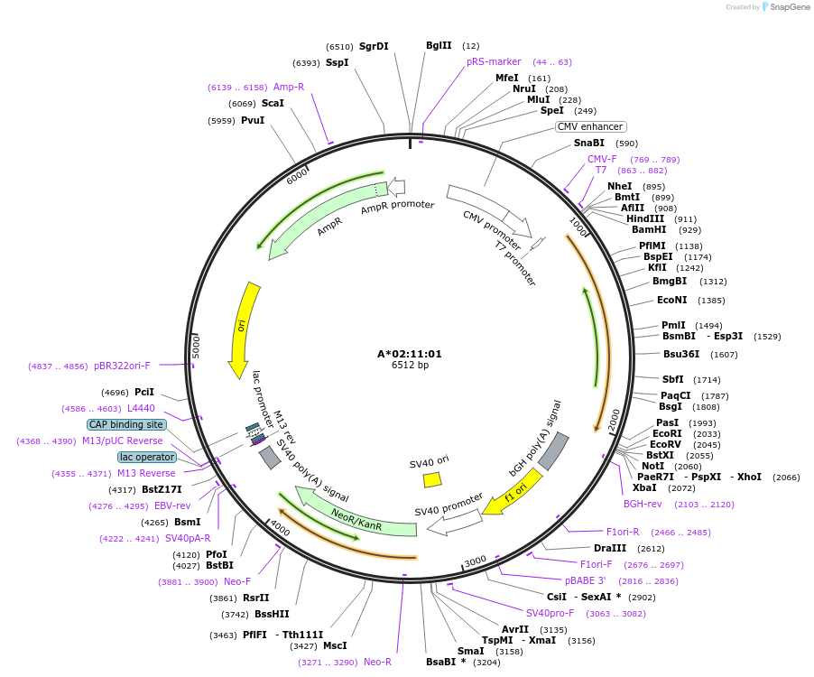 203280-plasmid-map-sequence-id-399850