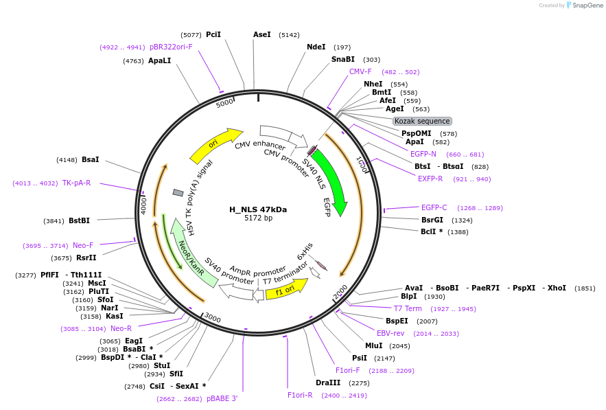 201370-plasmid-map-sequence-id-399854