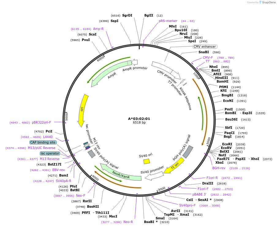 203294-plasmid-map-sequence-id-399862