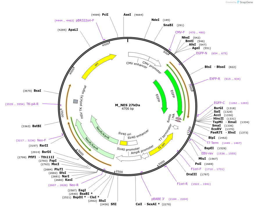 201366-plasmid-map-sequence-id-399870