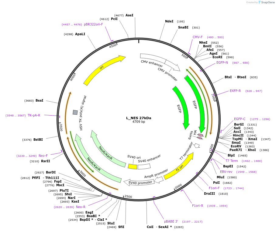 201368-plasmid-map-sequence-id-399871