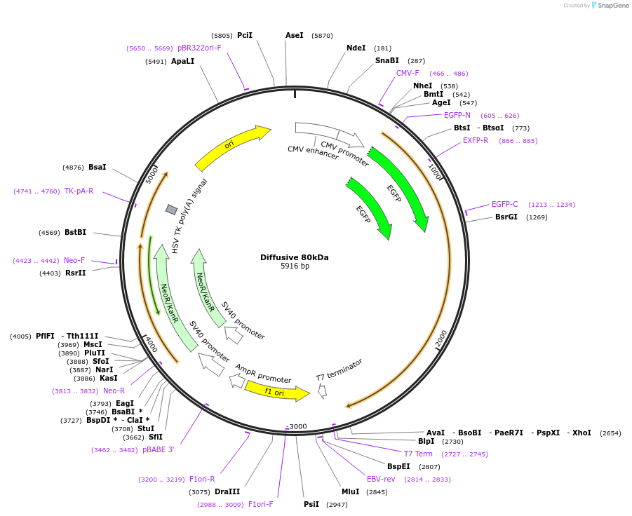 201384-plasmid-map-sequence-id-399874