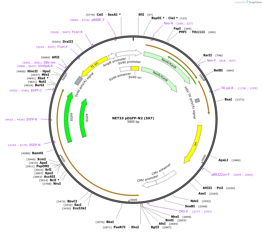 61989-plasmid-map-sequence-id-399875