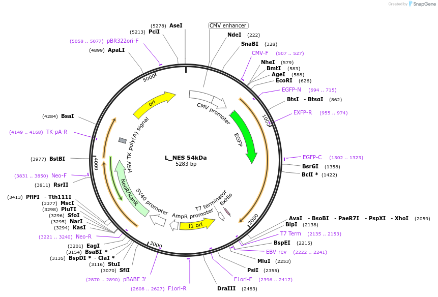 201355-plasmid-map-sequence-id-399876