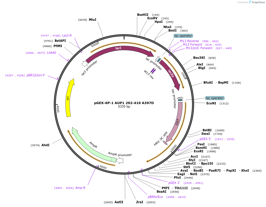185333-plasmid-map-sequence-id-399883