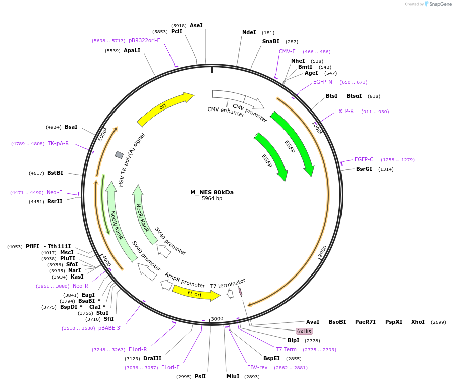 201388-plasmid-map-sequence-id-399888