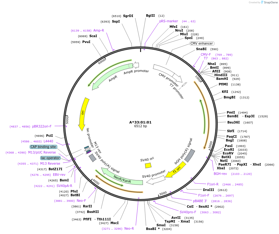203288-plasmid-map-sequence-id-399891