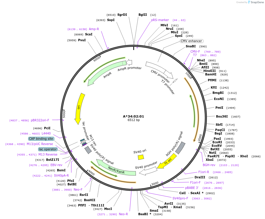 203289-plasmid-map-sequence-id-399892