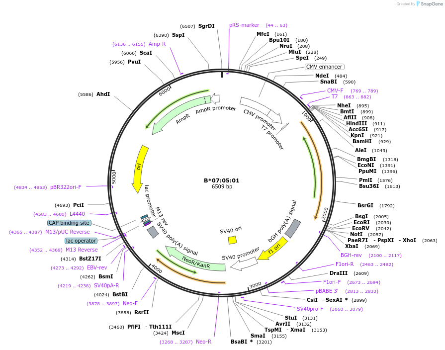 203268-plasmid-map-sequence-id-399895
