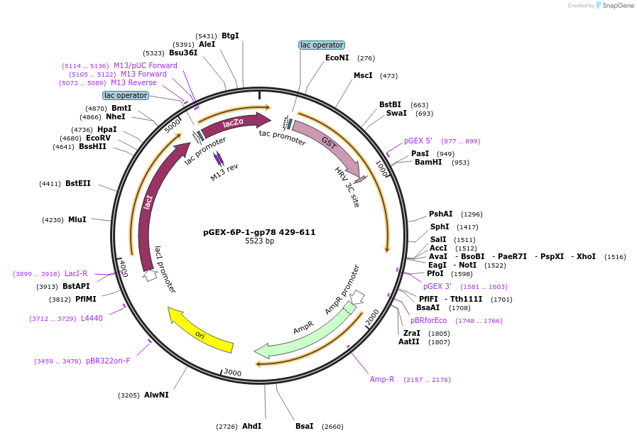 185354-plasmid-map-sequence-id-399896