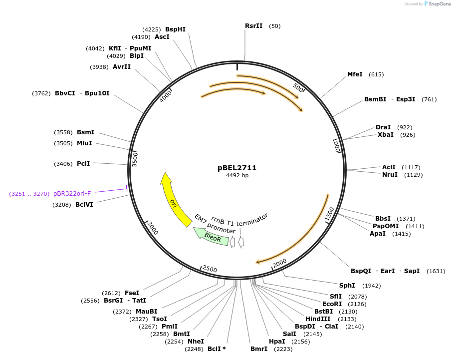 201990-plasmid-map-sequence-id-399901