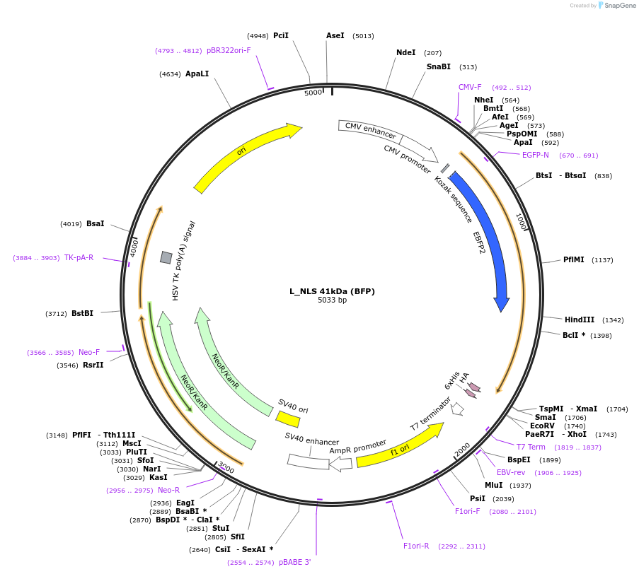 201392-plasmid-map-sequence-id-399906