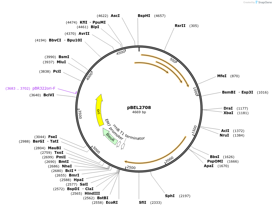 201972-plasmid-map-sequence-id-399907