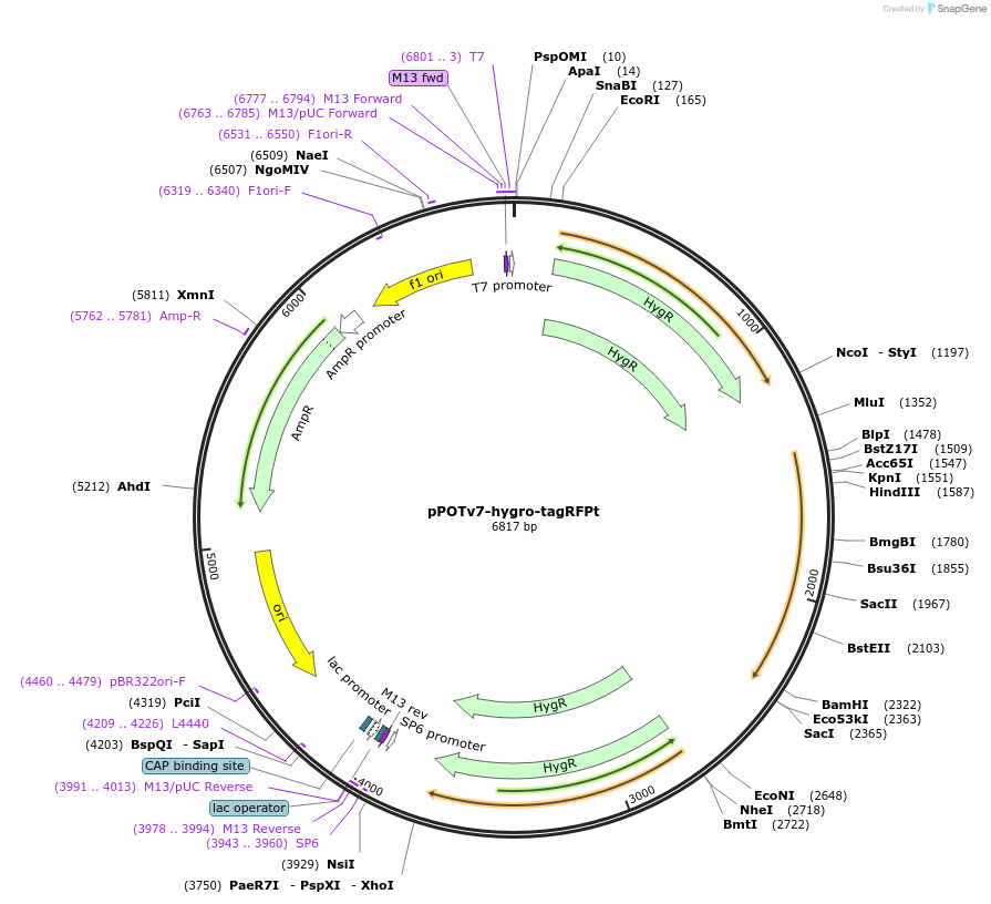 201084-plasmid-map-sequence-id-399908