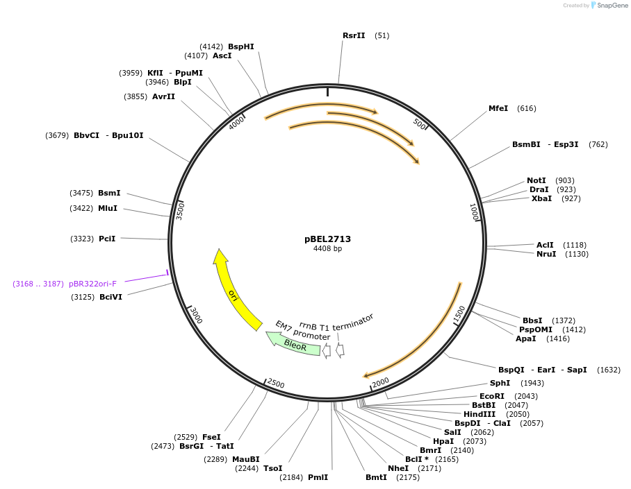 201993-plasmid-map-sequence-id-399909