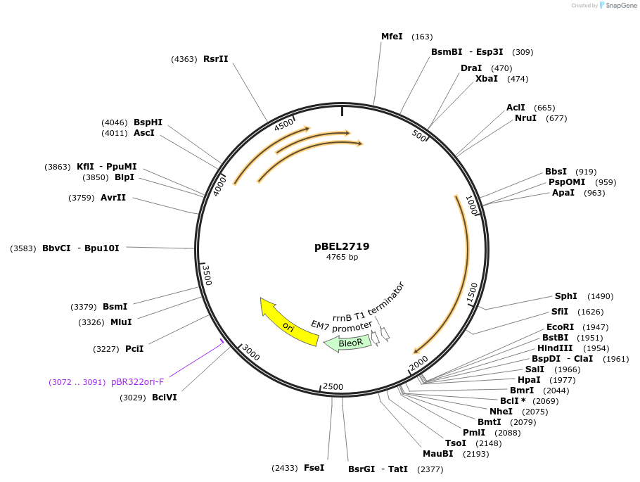 201996-plasmid-map-sequence-id-399913