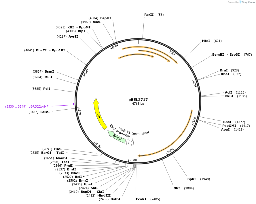 201995-plasmid-map-sequence-id-399914