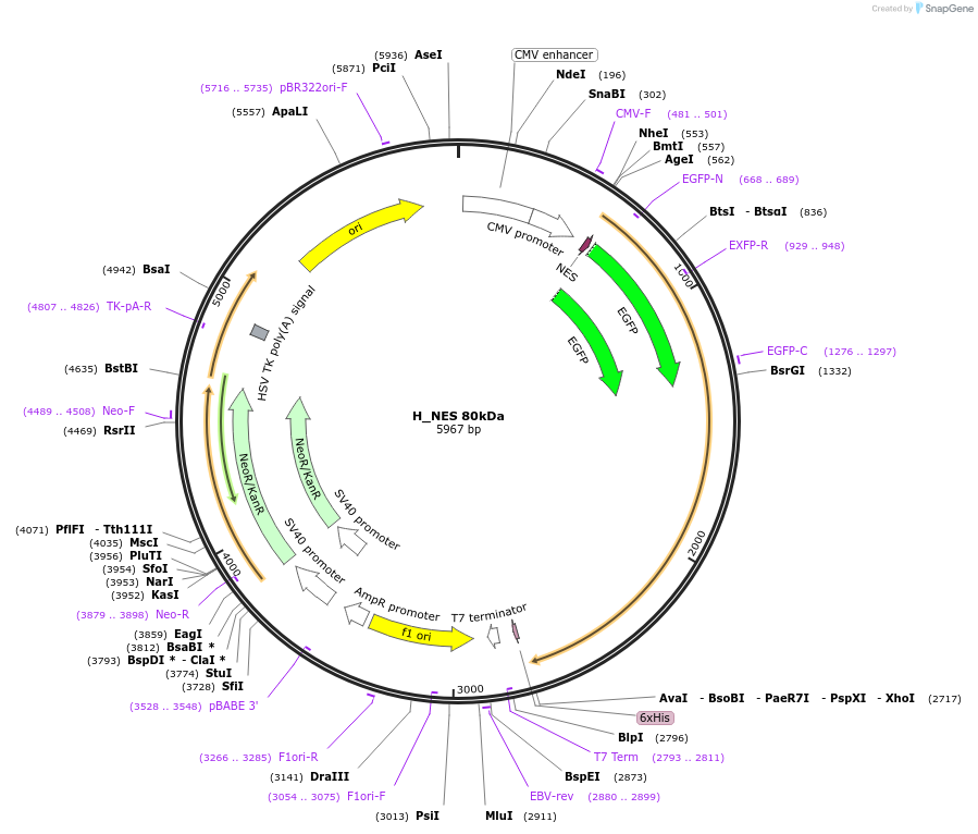 201389-plasmid-map-sequence-id-399915
