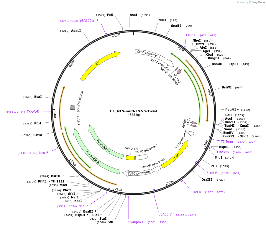 201382-plasmid-map-sequence-id-399917