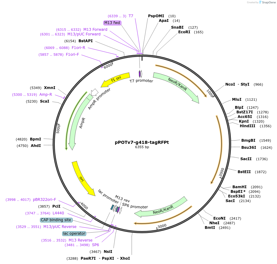 201085-plasmid-map-sequence-id-399923