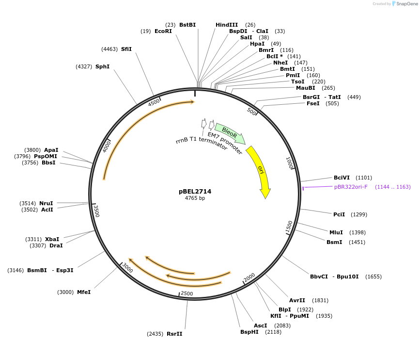 201994-plasmid-map-sequence-id-399925
