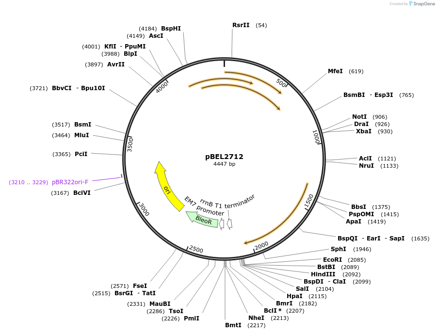 201991-plasmid-map-sequence-id-399936