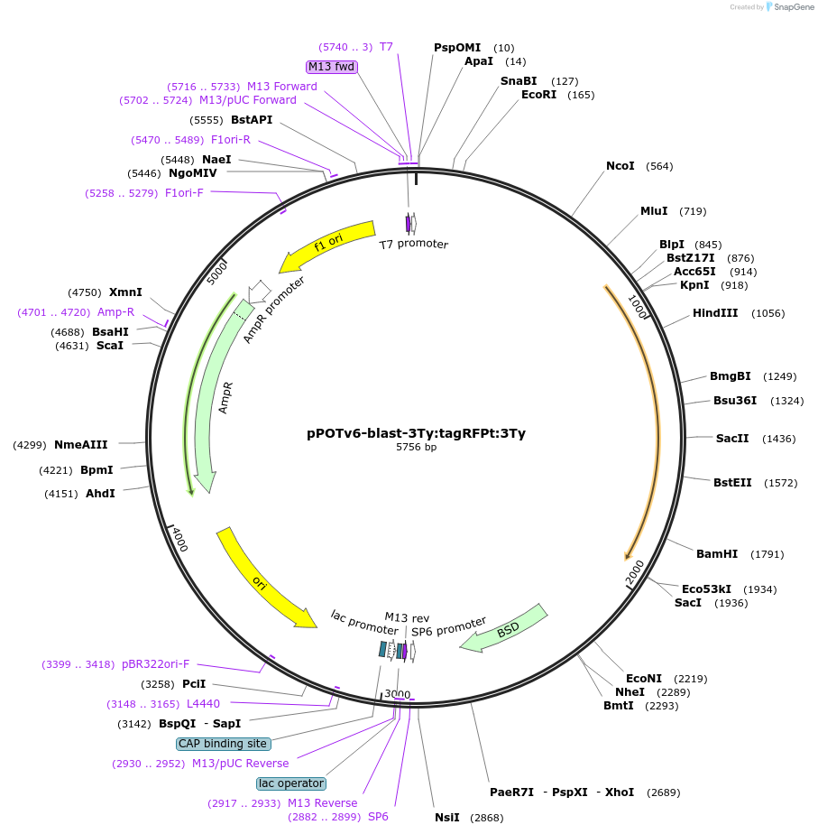 201086-plasmid-map-sequence-id-399937