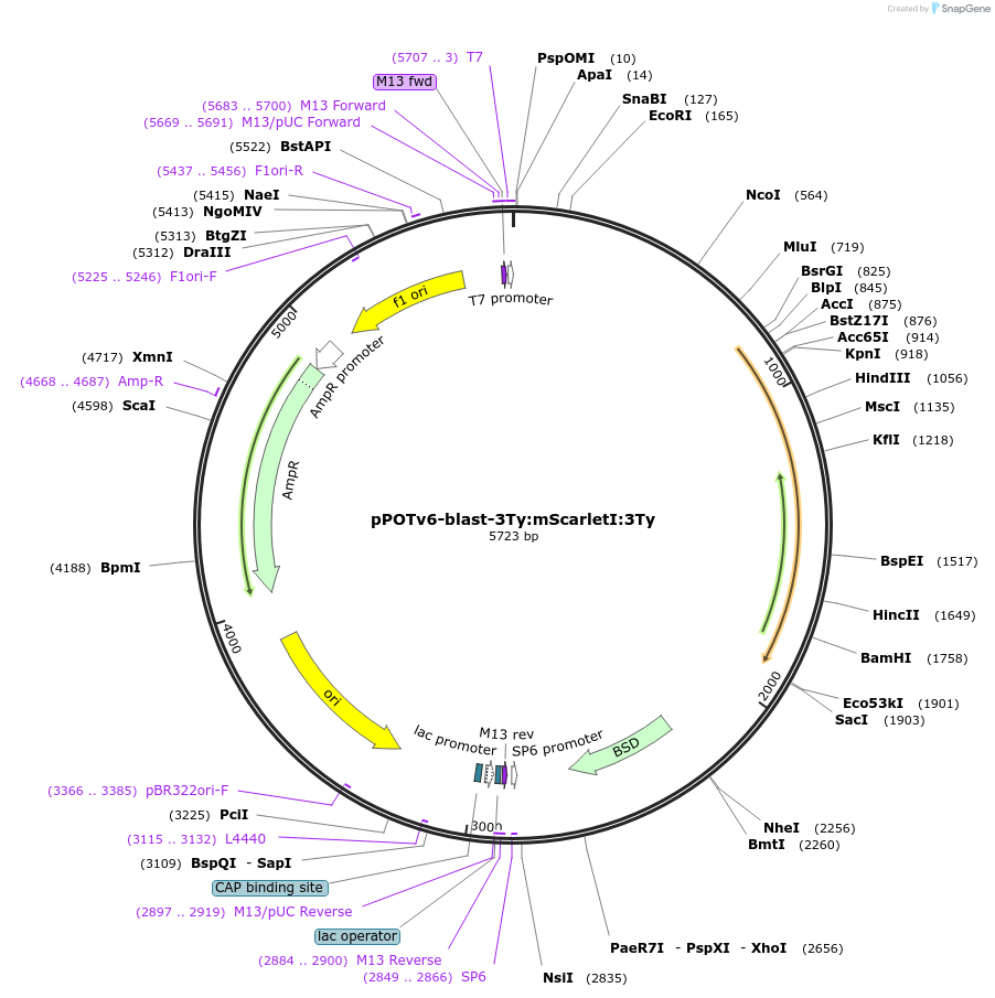 201090-plasmid-map-sequence-id-400013