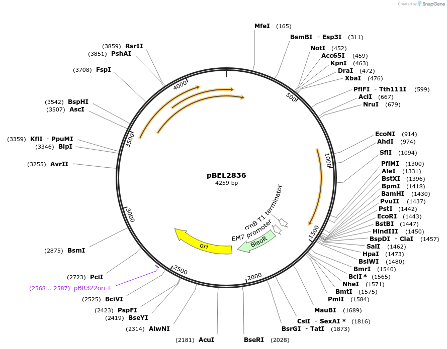 201997-plasmid-map-sequence-id-400019