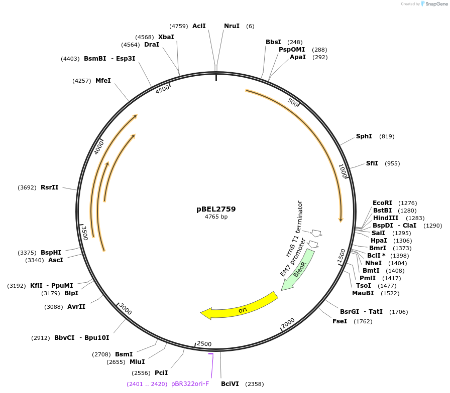 201970-plasmid-map-sequence-id-400020