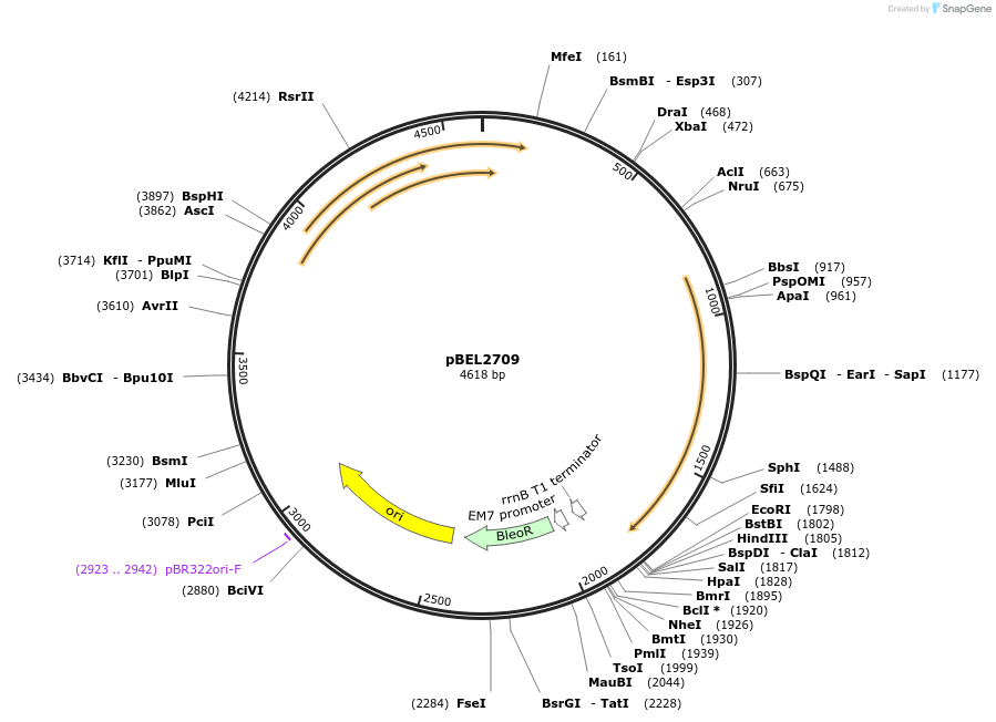 201978-plasmid-map-sequence-id-400021